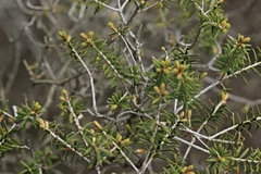 Melaleuca lanceolata