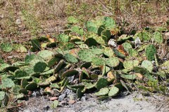 Opuntia cespitosa