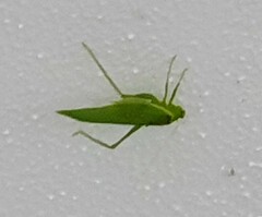 Paracaedicia serrata