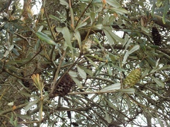 Banksia integrifolia
