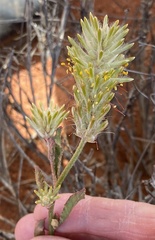 Ptilotus polystachyus
