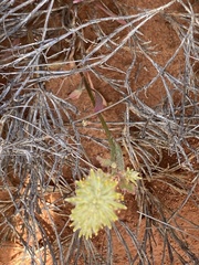 Ptilotus polystachyus