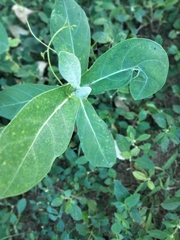 Rauvolfia tetraphylla