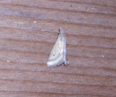 Microtheoris ophionalis