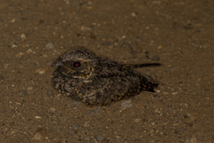 Phalaenoptilus nuttallii