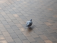 Columba livia domestica