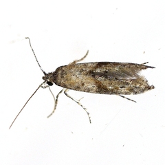 Epermenia