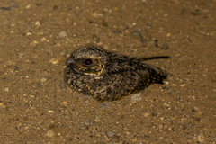 Phalaenoptilus nuttallii