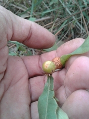 Andricus infectorius