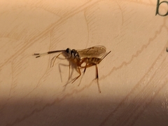 Lymeon orbus