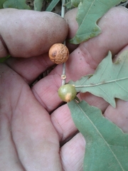 Andricus infectorius