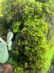 Tortula muralis