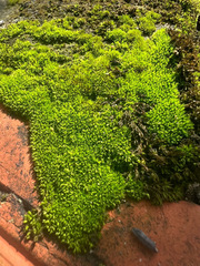 Tortula muralis