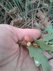 Andricus infectorius