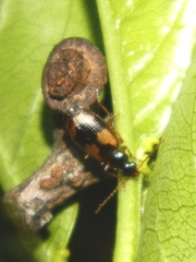 Lebia fuscata