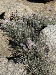 Monardella linoides