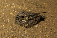 Phalaenoptilus nuttallii