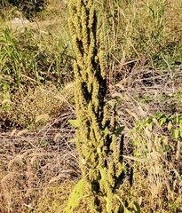 Amaranthus spinosus