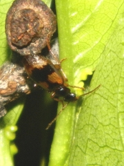 Lebia fuscata
