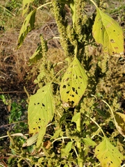 Amaranthus spinosus