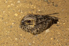 Phalaenoptilus nuttallii