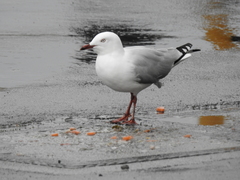 Chroicocephalus novaehollandiae scopulinus