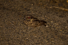 Phalaenoptilus nuttallii