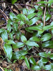 Belosynapsis ciliata