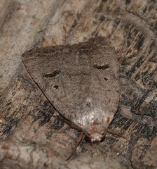 Caradrina montana