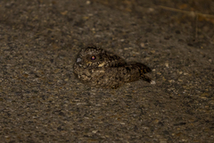 Phalaenoptilus nuttallii