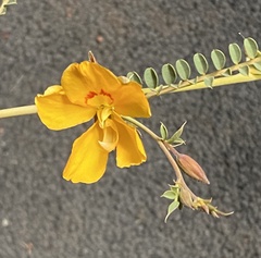 Petalostylis labicheoides