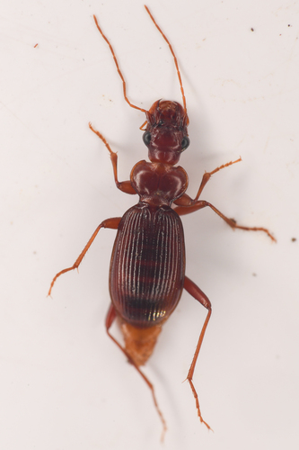 Leistus ferruginosus photo 2