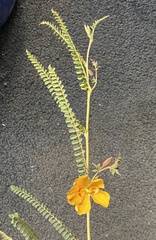 Petalostylis labicheoides