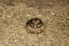 Phalaenoptilus nuttallii