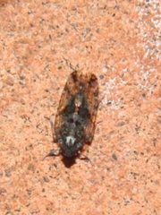 Cixiidae