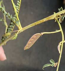 Petalostylis labicheoides