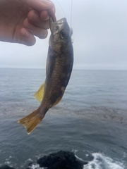 Sebastes serranoides