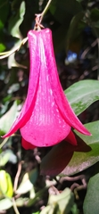 Lapageria rosea