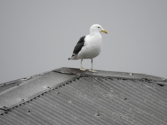 Larus dominicanus dominicanus