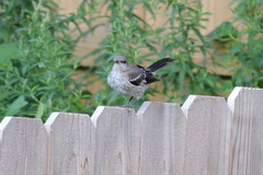 Mimus polyglottos polyglottos