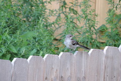 Mimus polyglottos polyglottos