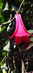 Lapageria rosea