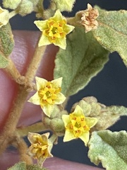 Androcalva loxophylla