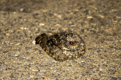 Phalaenoptilus nuttallii