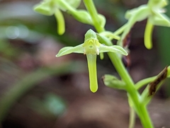 Habenaria floribunda