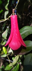 Lapageria rosea