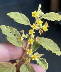Androcalva loxophylla