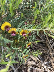 Bossiaea eriocarpa