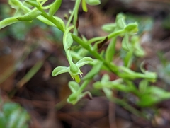Habenaria floribunda
