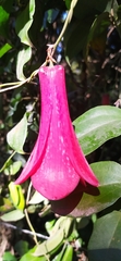 Lapageria rosea